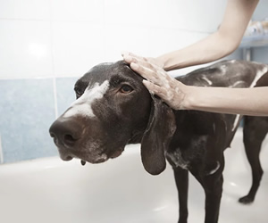 how to make your dog happier in 2020 - enjoy dog grooming